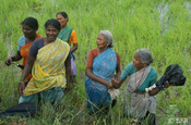Frauen auf dem Reisfeld
