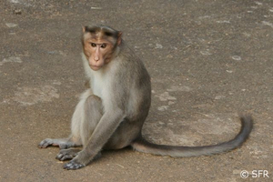 Makake im Periyar Nationalpark