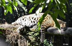 Leopard schlafend