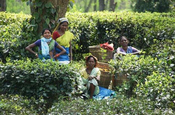 Frauen auf einer Teeplantage