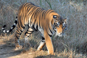 Indischer Tiger bei Safari