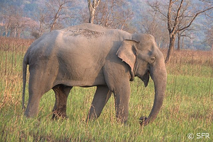 Elefantenbeobachtung bei Safari