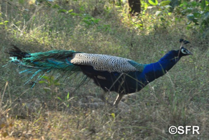 Pfau - Nationalvogel Indiens
