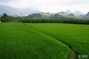 Reisfeld in Südindien - tropisches Klima