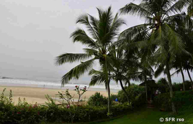 Palmen am Strand in Kovalam