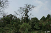 Wald im Kaziranga Nationalpark