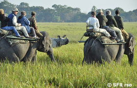 Elefanten Ritt im Kaziranga Nationalpark