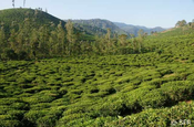 Teeplantage in Südindien