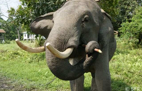 Elefant mit Zuckerrohr
