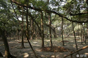 Wald in Kolkata