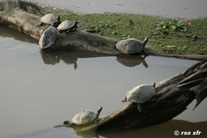 Schildkröten 