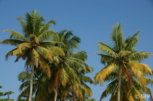 Kokospalmen in Indien