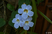 Orchidee hellblau