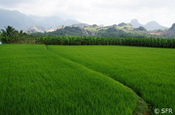 Reisfelder in Südindien