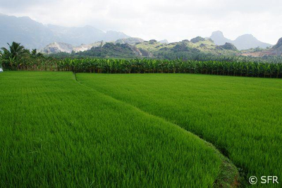Reisfelder in Südindien