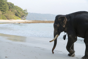 Elefanten am Strand, Andaman Inseln