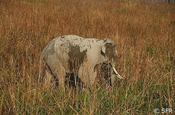 Elefant bei Safari