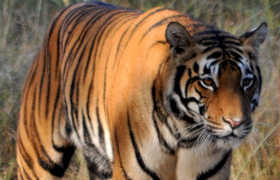  Tiger im Nationalpark Manas in Indien