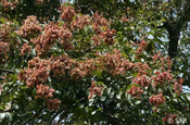 Terminalia Paniculata