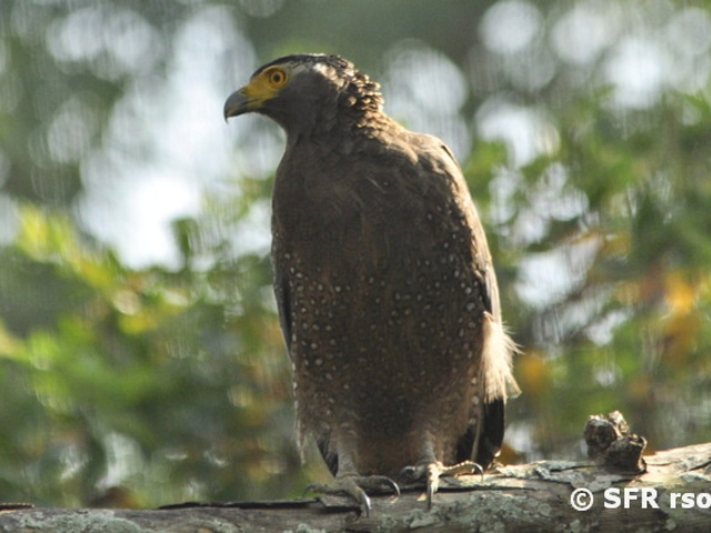 Adler im Naturschutzgebiet Indien