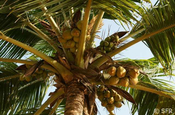Krone der Kokospalme