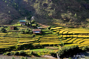 Reisterrassen von Paro nach Thimpu