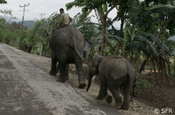 Elefanten bei der Arbeit