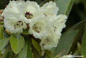 weisser Rhododendron