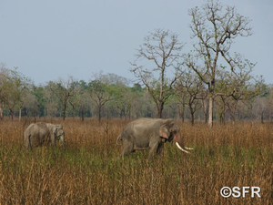 Elefanten im Kaziranga Nationalpark