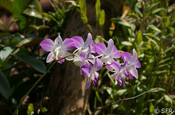 weiss-lila Orchidee