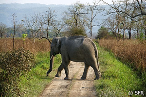 Elefantenbeobachtung bei Safari
