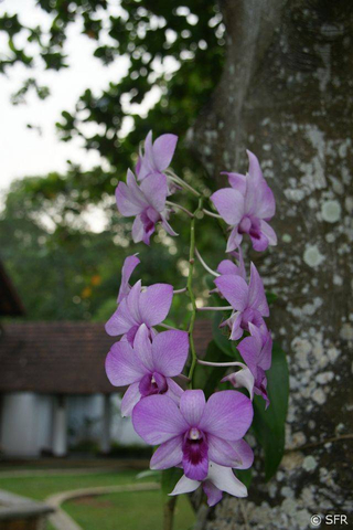Wanda Orchidee in Indien