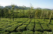 Teeplantage in Indien