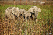 Elefanten im Grass