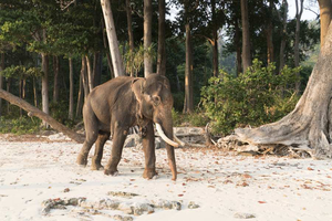Elefant am Strand, Andaman Inseln