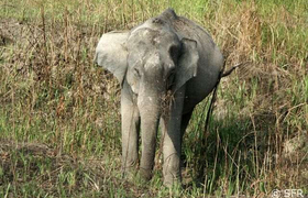 Elefantenbeobachtung Kaziranga