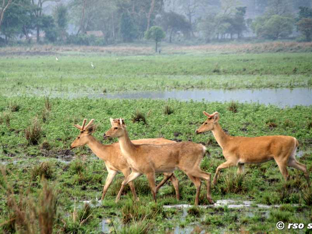 Hog Deer