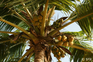 Krone einer Kokospalme