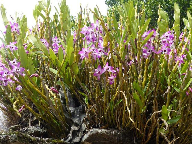 Orchideen Ansammlung in Khoma