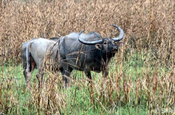 Büffel im Grasland