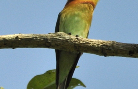 Vogel in Indien