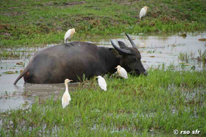 Wasserbüffel mit Reihern
