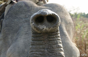 Elefantenrüssel
