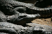 Sumpf Krokodile