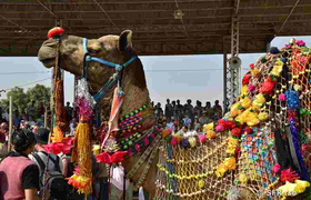 geschmücktes Kamel Pushkar Fest