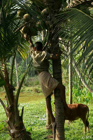 Kokosnussernte Indien