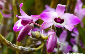 Orchideen in Khoma