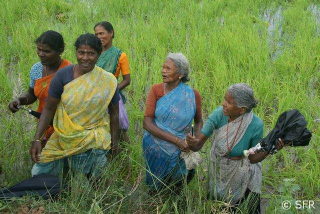 Frauen auf dem Reisfeld