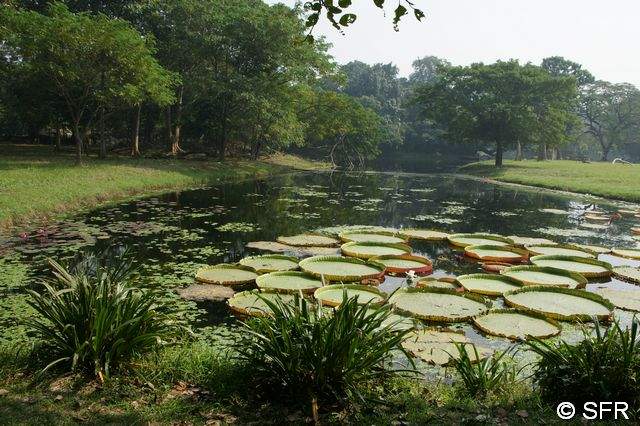 Botanischer Garten in Kolkata