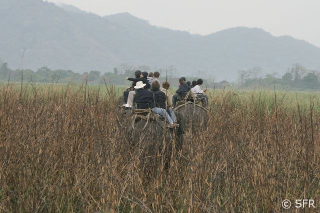 Savanne im Kaziranga Nationalpark